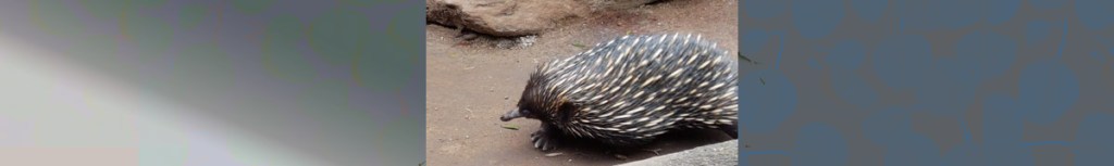 Echidna Tracks